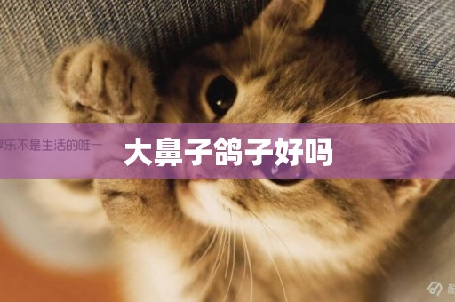 大鼻子鴿子好嗎