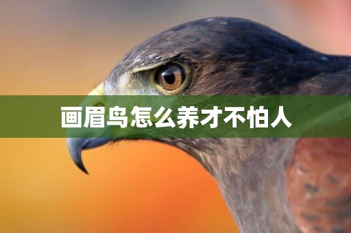 畫眉鳥怎么養才不怕人