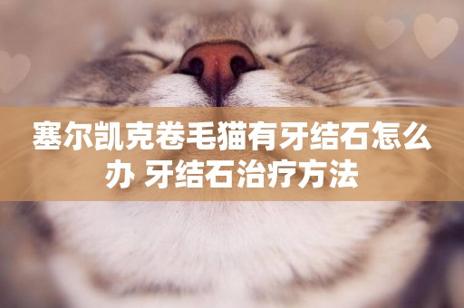 塞爾凱克卷毛貓有牙結石怎么辦 牙結石治療方法