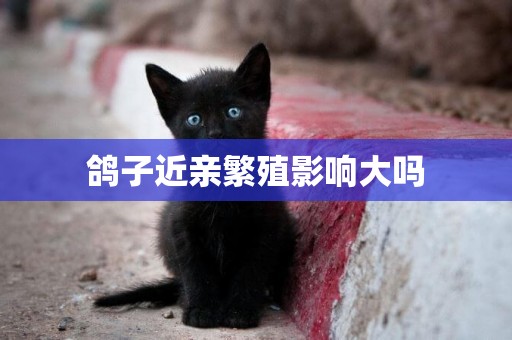 鴿子近親繁殖影響大嗎