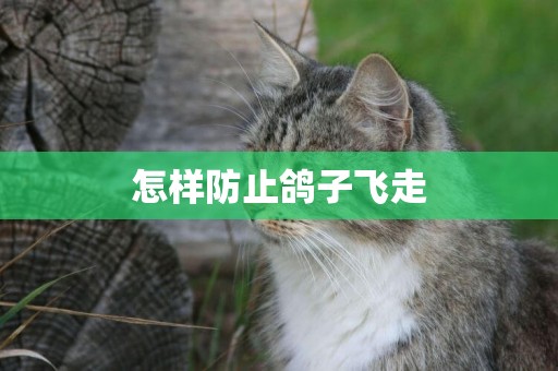 怎樣防止鴿子飛走