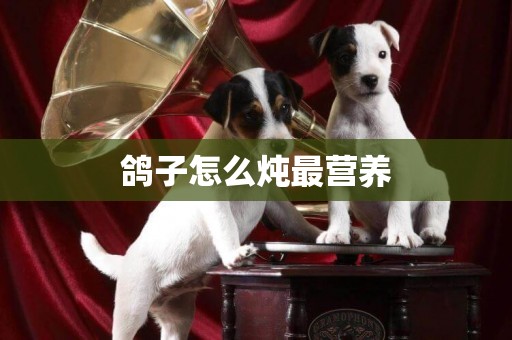 鴿子怎么燉最營養