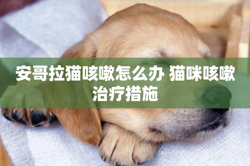 安哥拉貓咳嗽怎么辦 貓咪咳嗽治療措施