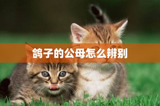 鴿子的公母怎么辨別