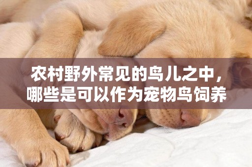 農村野外常見的鳥兒之中，哪些是可以作為寵物鳥飼養馴化