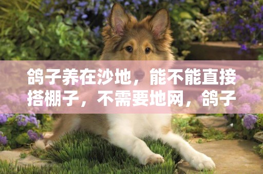 鴿子養在沙地，能不能直接搭棚子，不需要地網，鴿子屎拉在地上