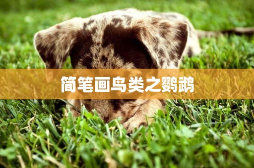 簡筆畫鳥類之鸚鵡