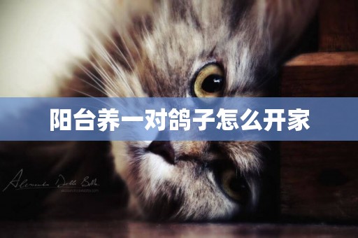 陽臺養一對鴿子怎么開家