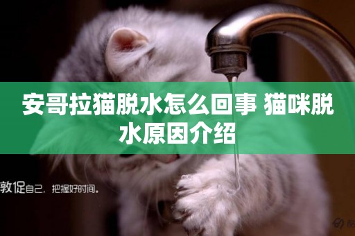 安哥拉貓脫水怎么回事 貓咪脫水原因介紹