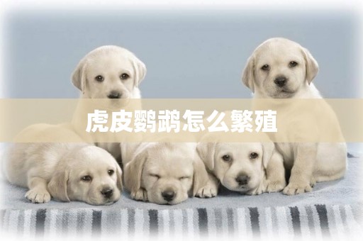 虎皮鸚鵡怎么繁殖