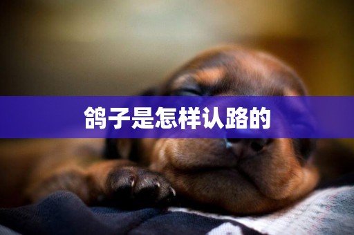 鴿子是怎樣認路的