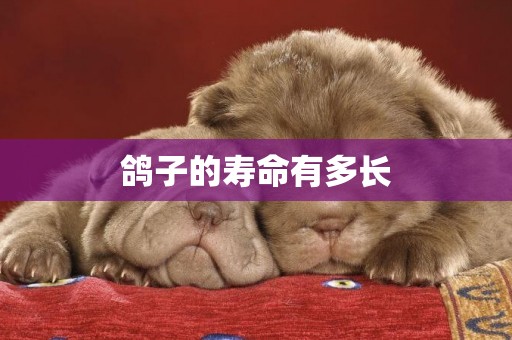 鴿子的壽命有多長