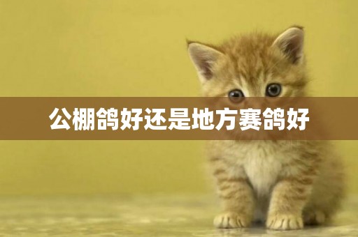 公棚鴿好還是地方賽鴿好