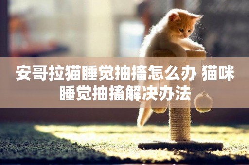 安哥拉貓睡覺抽搐怎么辦 貓咪睡覺抽搐解決辦法