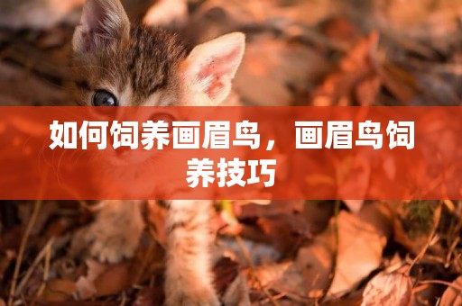 如何飼養畫眉鳥，畫眉鳥飼養技巧