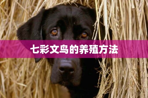 七彩文鳥的養殖方法