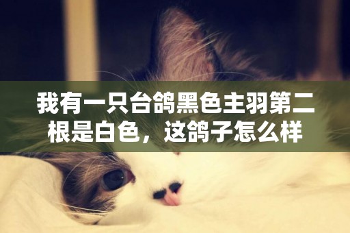 我有一只臺鴿黑色主羽第二根是白色，這鴿子怎么樣