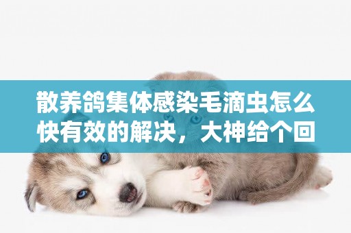 散養鴿集體感染毛滴蟲怎么快有效的解決，大神給個回答