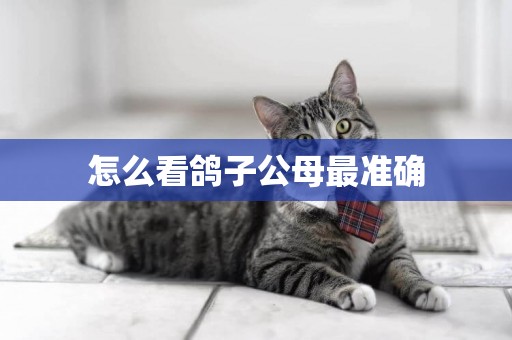 怎么看鴿子公母最準確