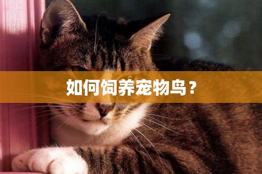 如何飼養寵物鳥？