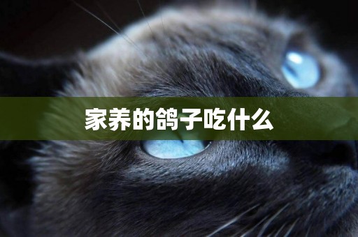 家養的鴿子吃什么