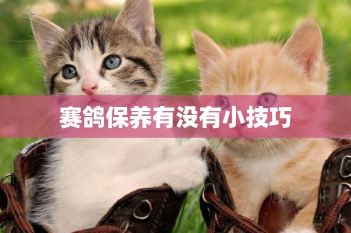 賽鴿保養有沒有小技巧
