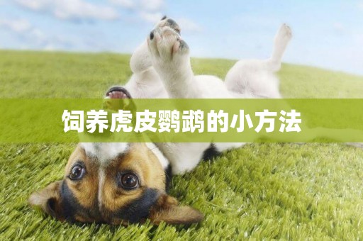 飼養虎皮鸚鵡的小方法