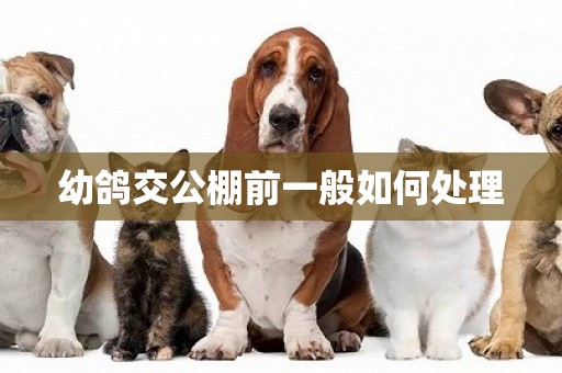 幼鴿交公棚前一般如何處理