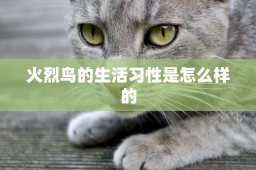 火烈鳥的生活習性是怎么樣的
