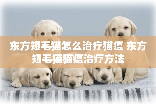 東方短毛貓怎么治療貓瘟 東方短毛貓貓瘟治療方法