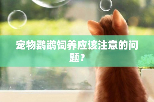 寵物鸚鵡飼養應該注意的問題？