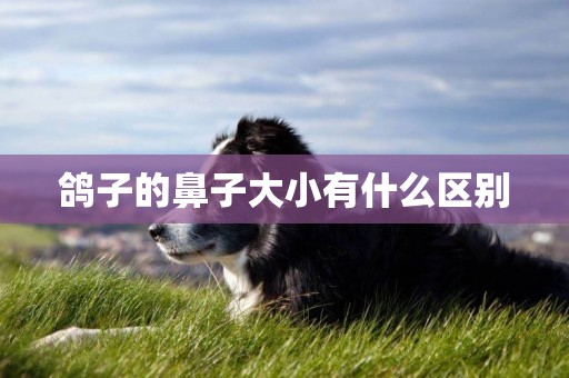 鴿子的鼻子大小有什么區別
