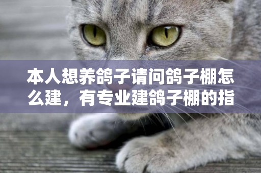 本人想養鴿子請問鴿子棚怎么建，有專業建鴿子棚的指導一下嗎