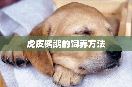 虎皮鸚鵡的飼養方法