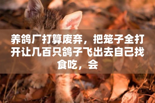 養鴿廠打算廢棄，把籠子全打開讓幾百只鴿子飛出去自己找食吃，會
