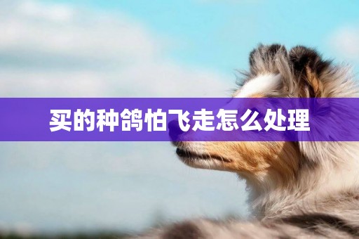 買的種鴿怕飛走怎么處理