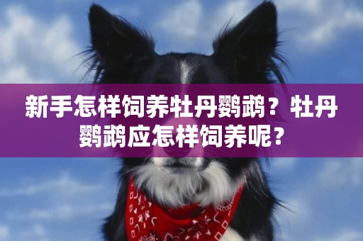 新手怎樣飼養牡丹鸚鵡？牡丹鸚鵡應怎樣飼養呢？