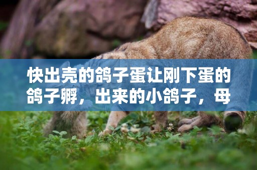 快出殼的鴿子蛋讓剛下蛋的鴿子孵，出來的小鴿子，母鴿會喂食嗎