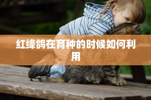 紅絳鴿在育種的時候如何利用