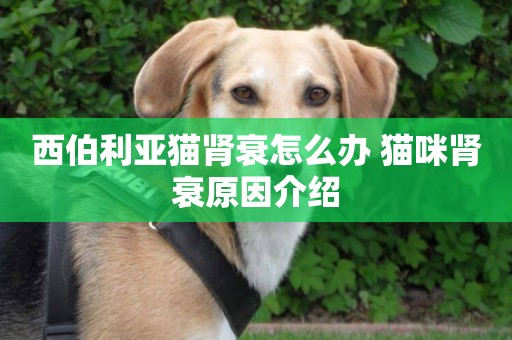 西伯利亞貓腎衰怎么辦 貓咪腎衰原因介紹