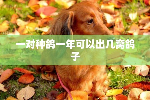 一對種鴿一年可以出幾窩鴿子