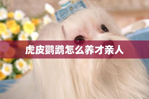 虎皮鸚鵡怎么養才親人