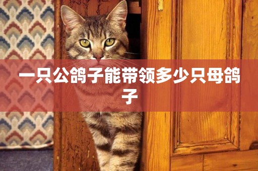 一只公鴿子能帶領多少只母鴿子