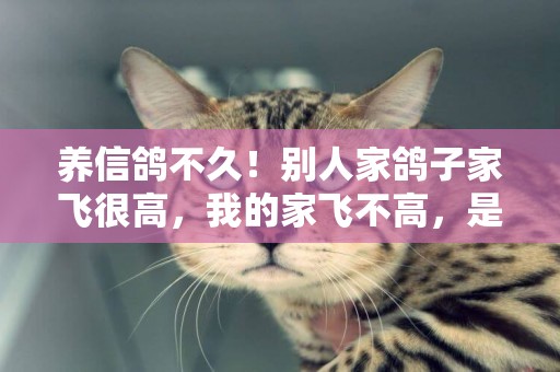 養信鴿不久！別人家鴿子家飛很高，我的家飛不高，是什么原因
