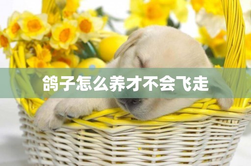 鴿子怎么養才不會飛走