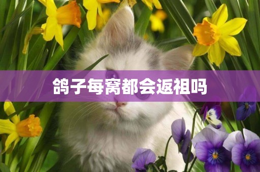 鴿子每窩都會返祖嗎