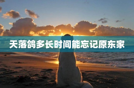 天落鴿多長時間能忘記原東家