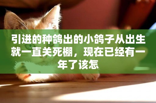引進的種鴿出的小鴿子從出生就一直關死棚，現在已經有一年了該怎