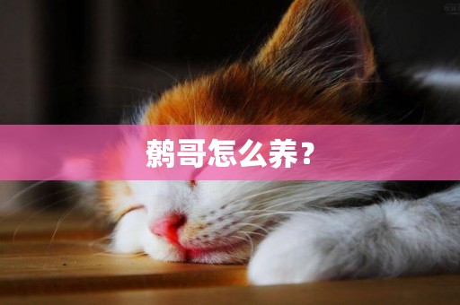 鷯哥怎么養？