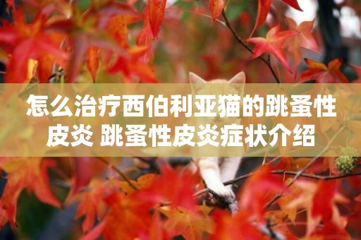 怎么治療西伯利亞貓的跳蚤性皮炎 跳蚤性皮炎癥狀介紹